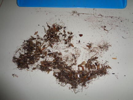bugs first clean up