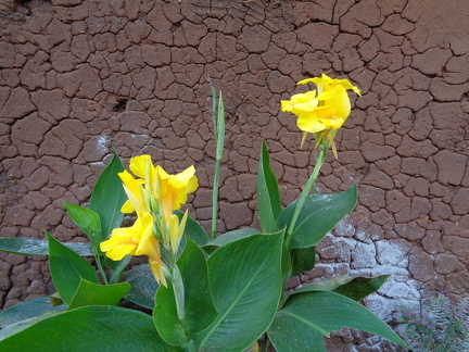 flower yellow
