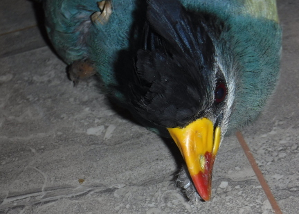 Turaco beak